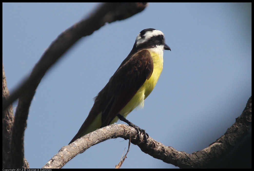 0222-081510-01.jpg - Great Kiskadee