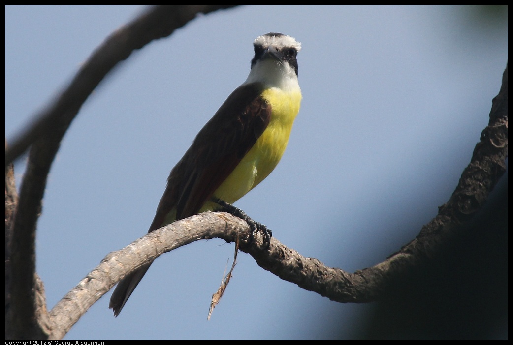 0222-081523-01.jpg - Great Kiskadee