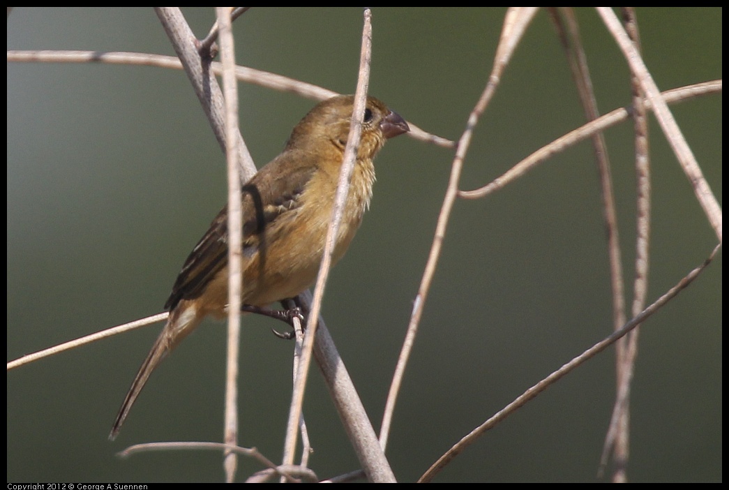 0222-081647-01.jpg - White-collared Seedeater