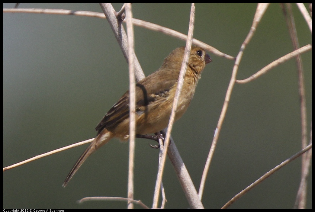 0222-081647-03.jpg - White-collared Seedeater