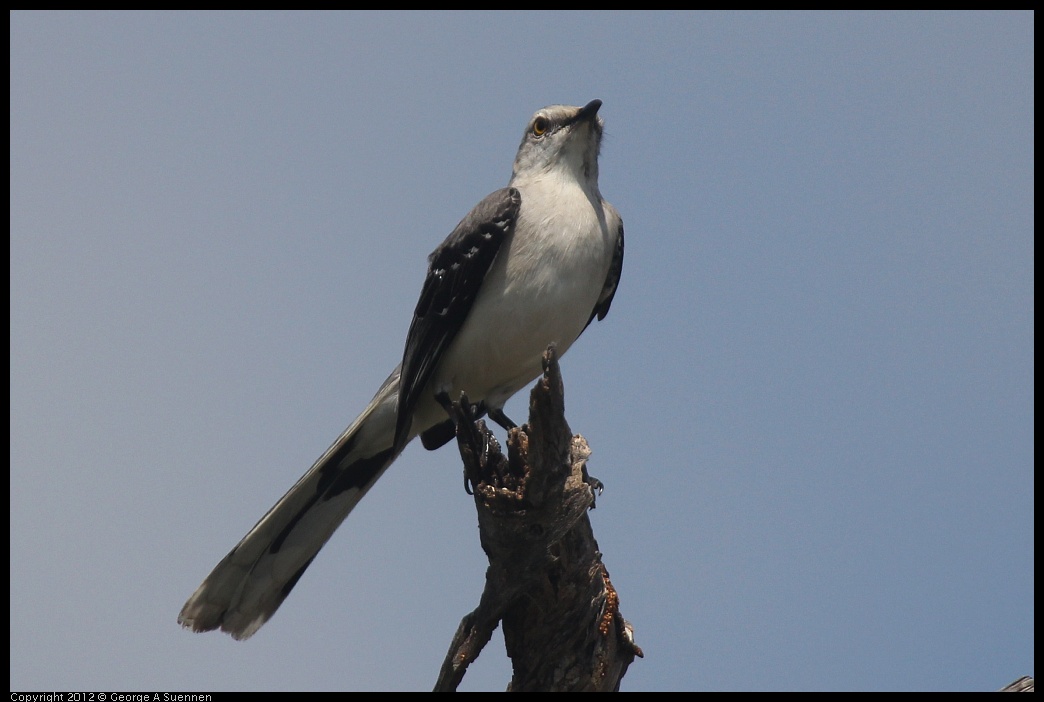 0222-081908-01.jpg - Tropical Mockingbird