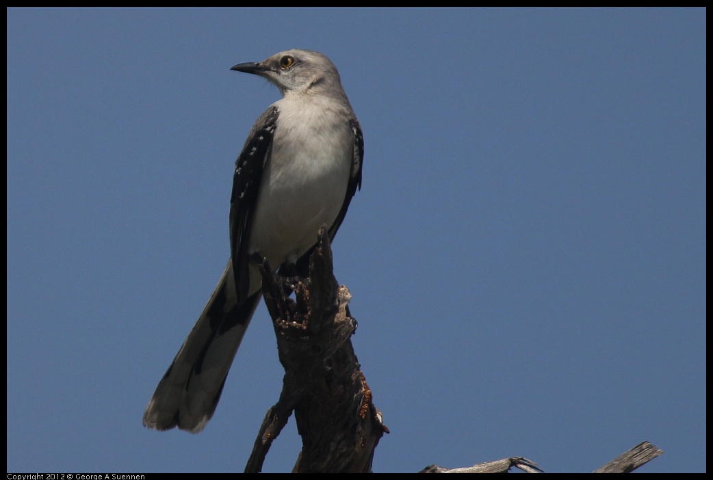 0222-081924-01.jpg - Tropical Mockingbird