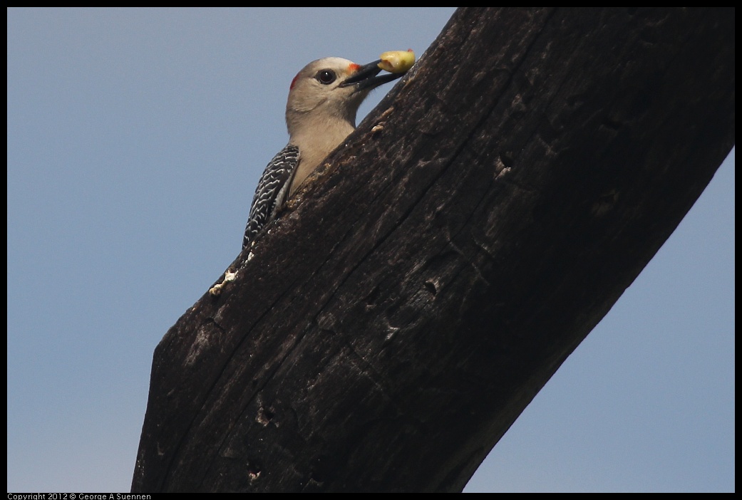 0222-081954-02.jpg - Red-bellied Woodpecker