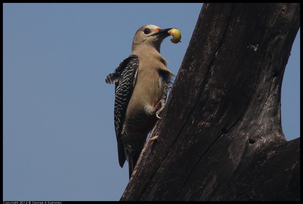 0222-082005-01.jpg - Red-bellied Woodpecker