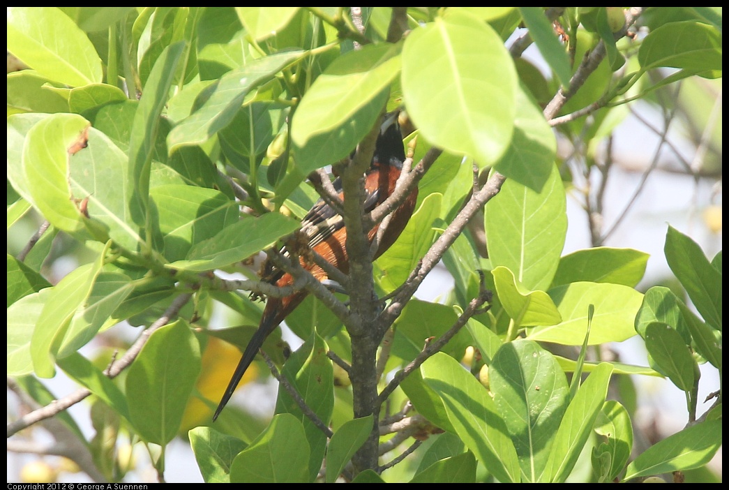 0222-082057-02.jpg - Orchard Oriole