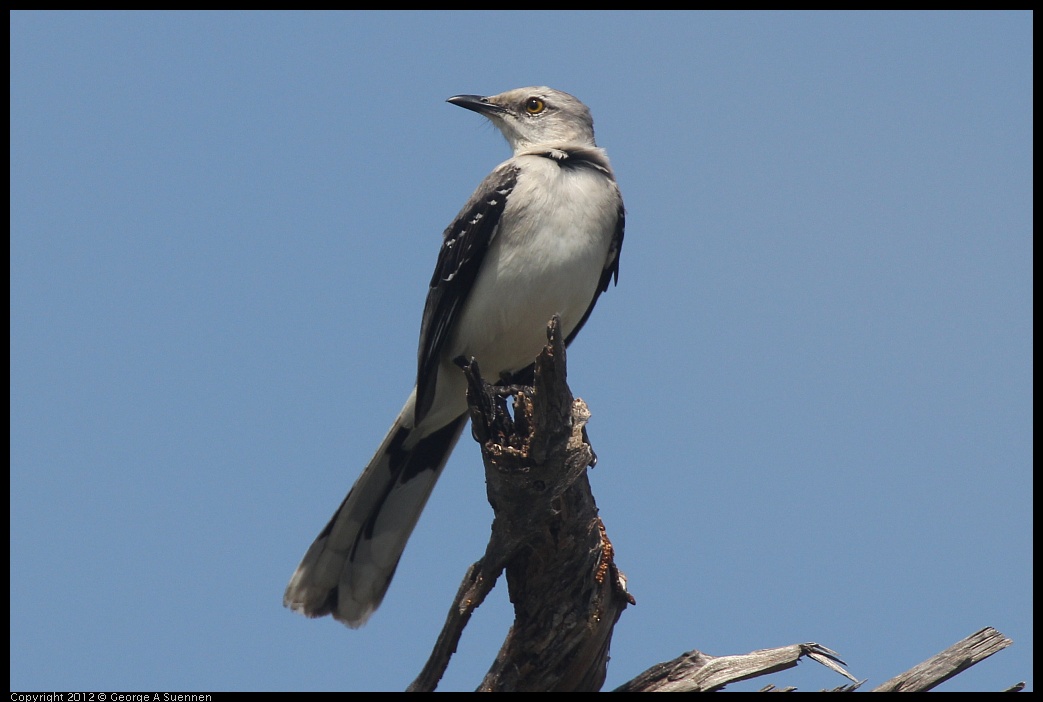 0222-082144-01.jpg - Tropical Mockingbird