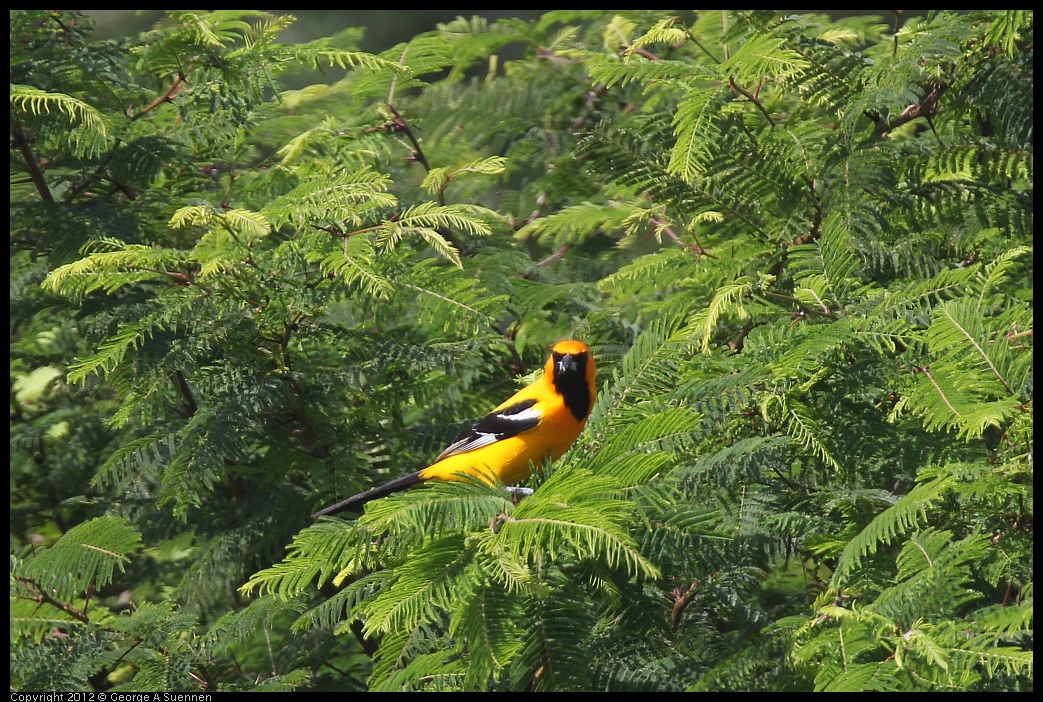 0222-082204-02.jpg - Altamira Oriole