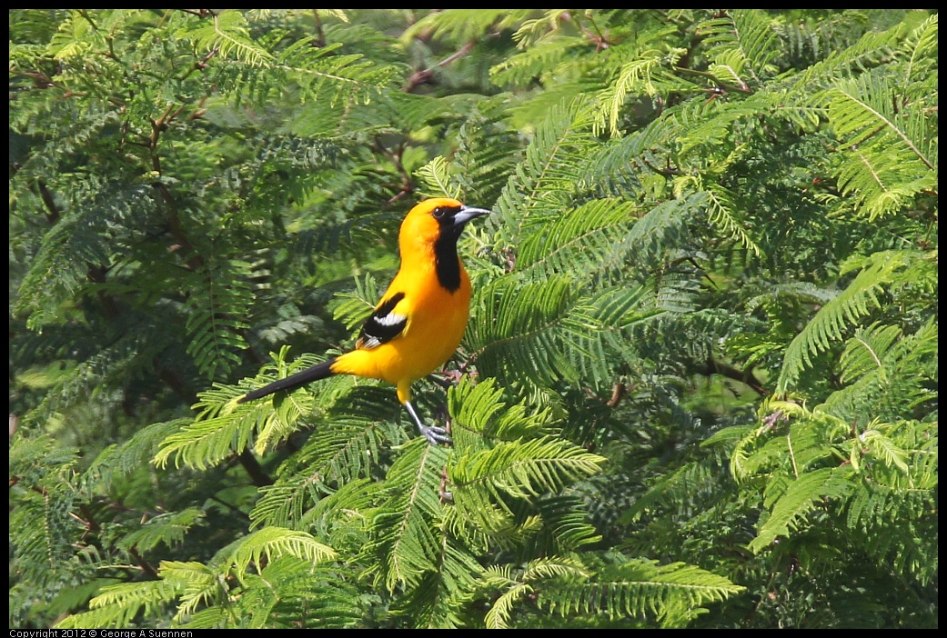 0222-082208-03.jpg - Altamira Oriole