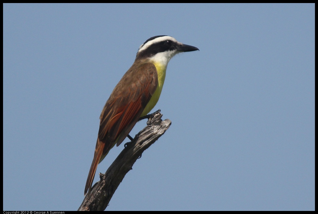 0222-082412-03.jpg - Great Kiskadee