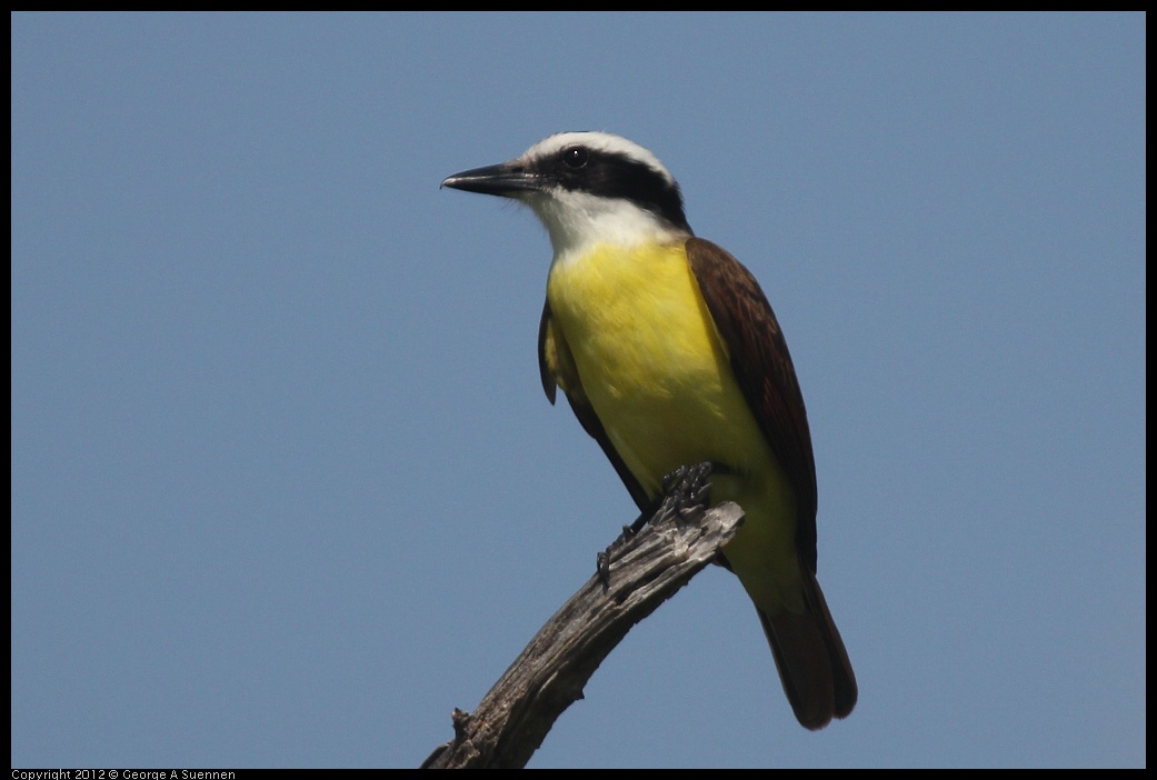 0222-082419-01.jpg - Great Kiskadee