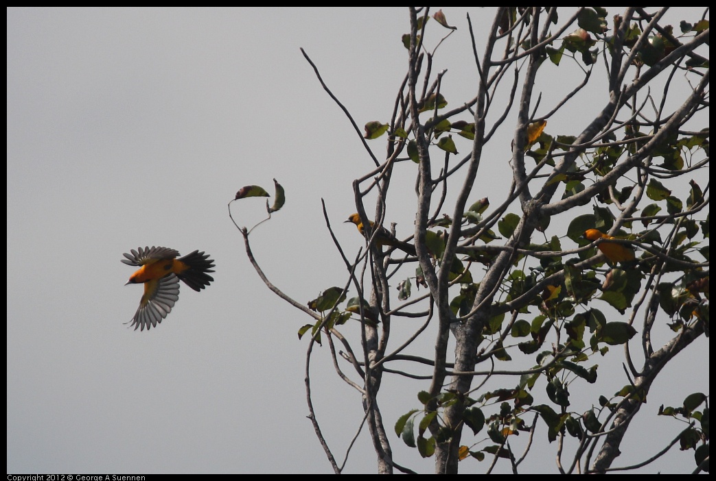 0222-083008-01.jpg - Altamira Oriole