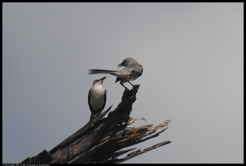 0222-083623-03.jpg - Tropical Mockingbird