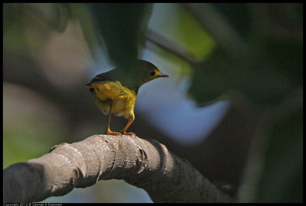 0222-090956-05.jpg - Yellow Warbler (?)