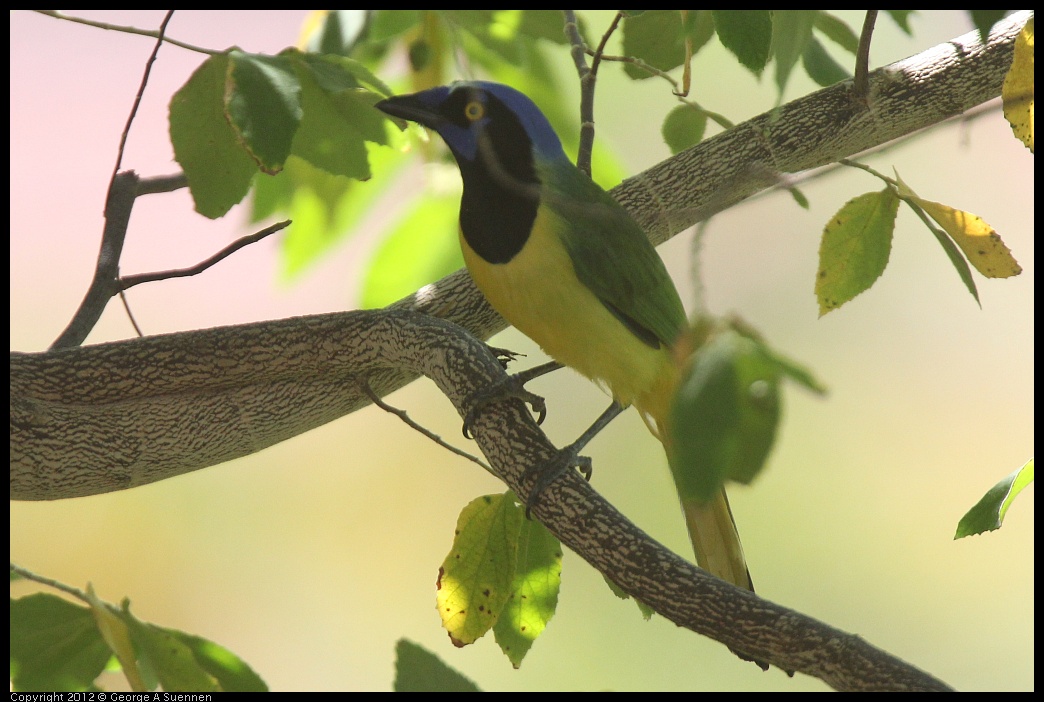 0222-094045-03.jpg - Green Jay