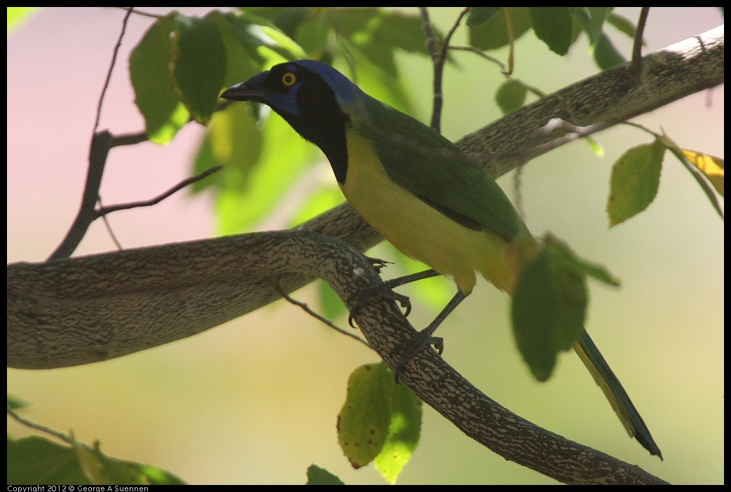 0222-094047-04.jpg - Green Jay