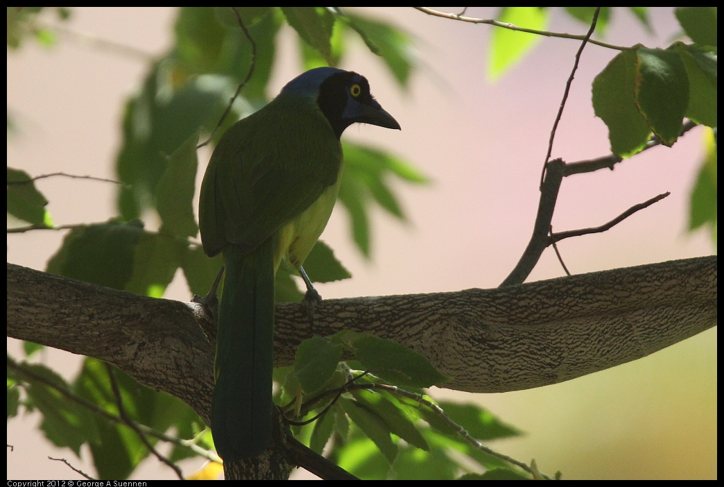 0222-094053-01.jpg - Green Jay