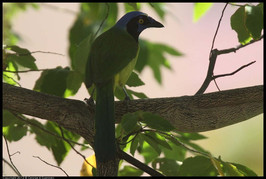 0222-094054-04.jpg - Green Jay