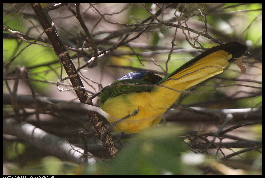 0222-094154-01.jpg - Green Jay