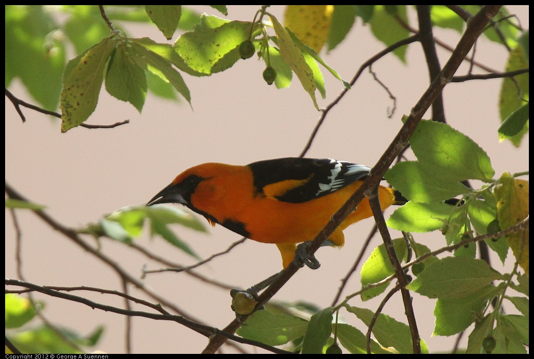 0222-094316-02.jpg - Altamira Oriole