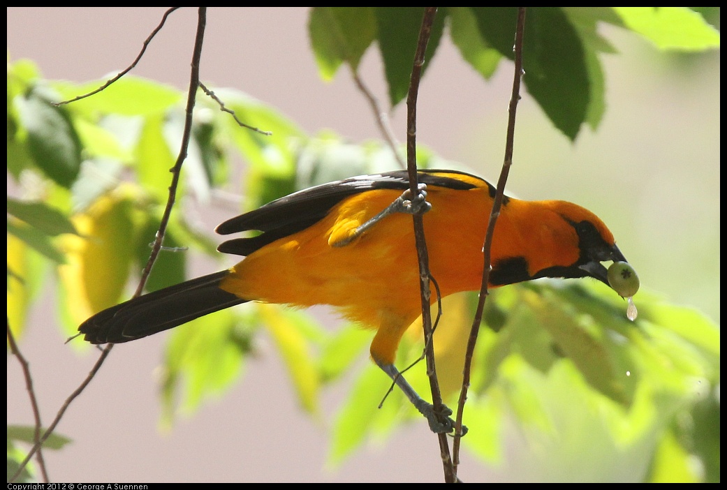 0222-094357-04.jpg - Altamira Oriole