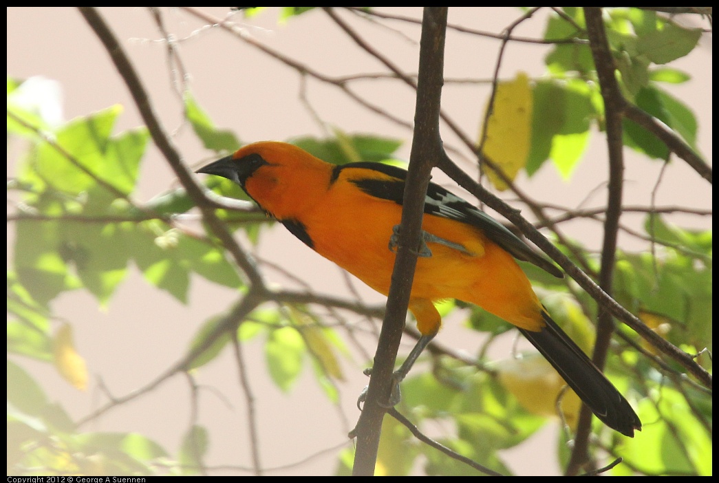 0222-094435-01.jpg - Altamira Oriole