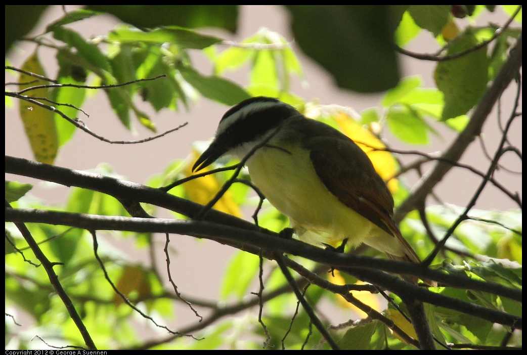 0222-094949-01.jpg - Great Kiskadee