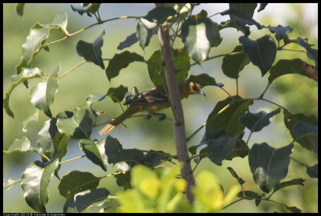 0222-095313-01.jpg - Yellow Warbler (?)