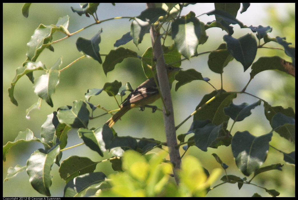 0222-095314-04.jpg - Yellow Warbler (?)