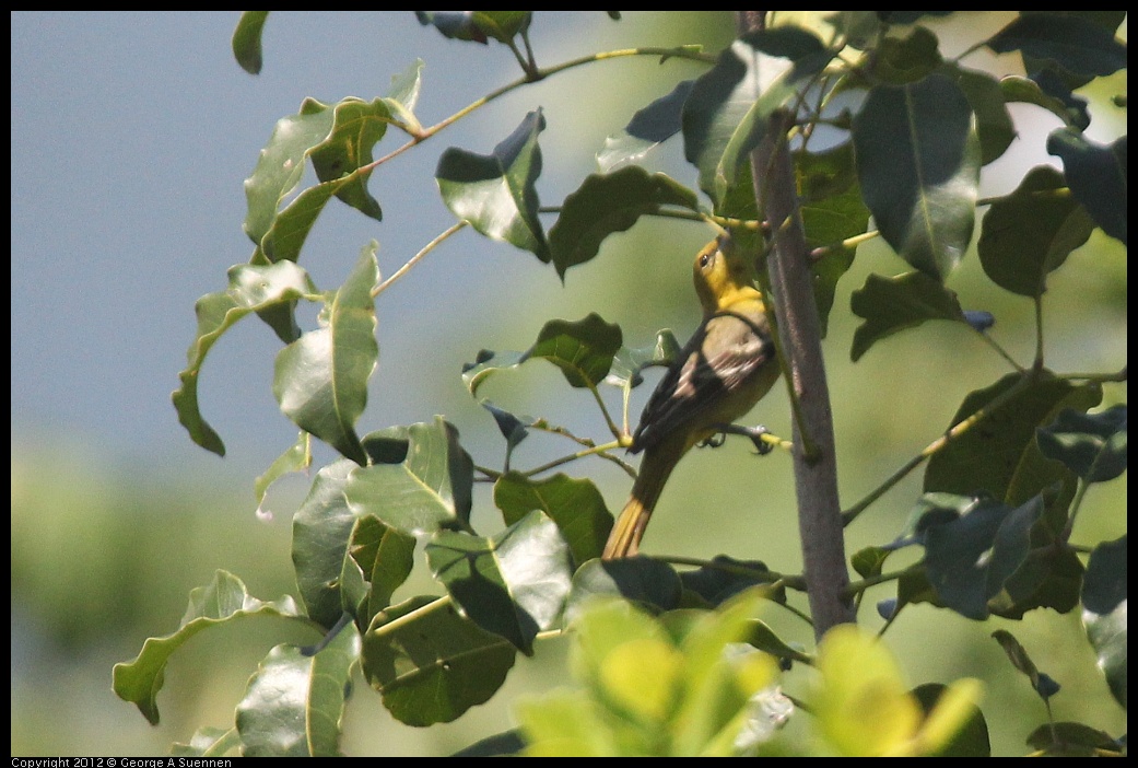 0222-095326-04.jpg - Yellow Warbler (?)