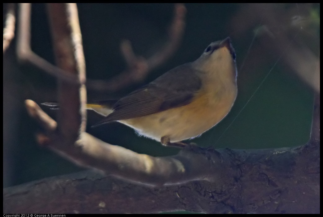 0223-084447-01.jpg - American Redstart