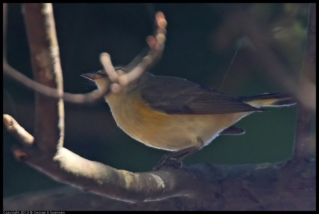 0223-084448-01.jpg - American Redstart