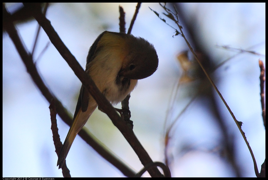 0223-084456-01.jpg - American Redstart