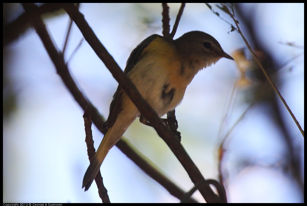 0223-084456-02.jpg - American Redstart