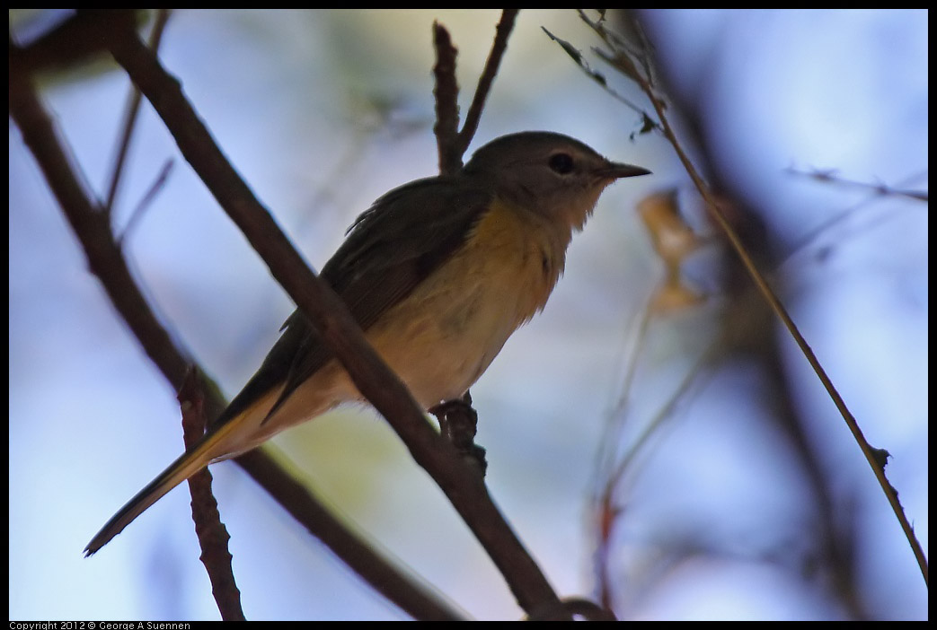 0223-084457-04.jpg - American Redstart