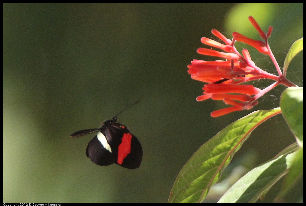 0223-085904-02.jpg - Butterfly