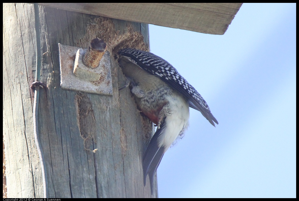 0223-090351-03.jpg - Golden-front Woodpecker