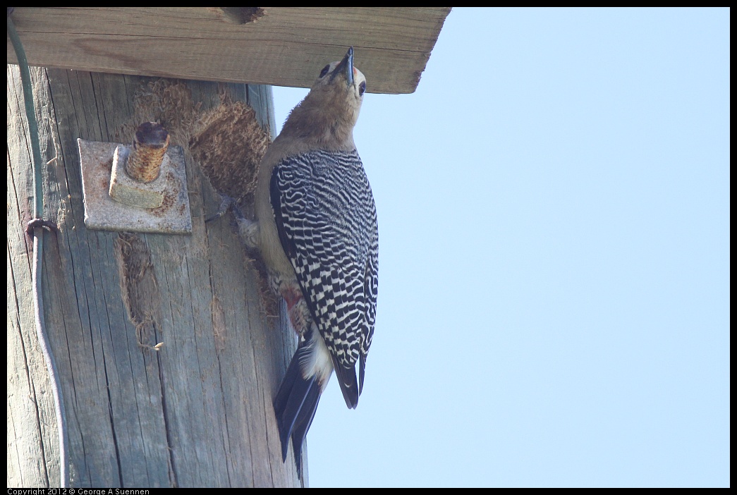 0223-090414-01.jpg - Golden-front Woodpecker