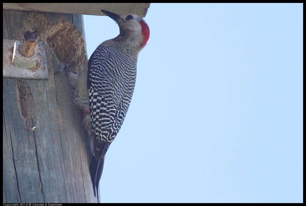 0223-090419-01.jpg - Golden-front Woodpecker