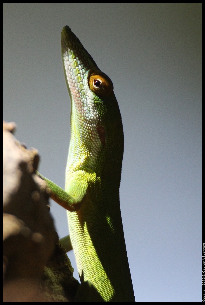 0223-095825-03.jpg - Green Anoles