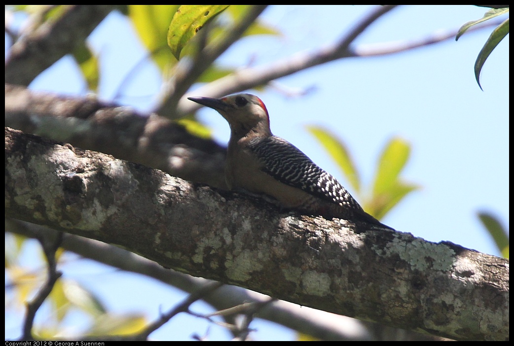 0223-102636-02.jpg - Golden-front Woodpecker