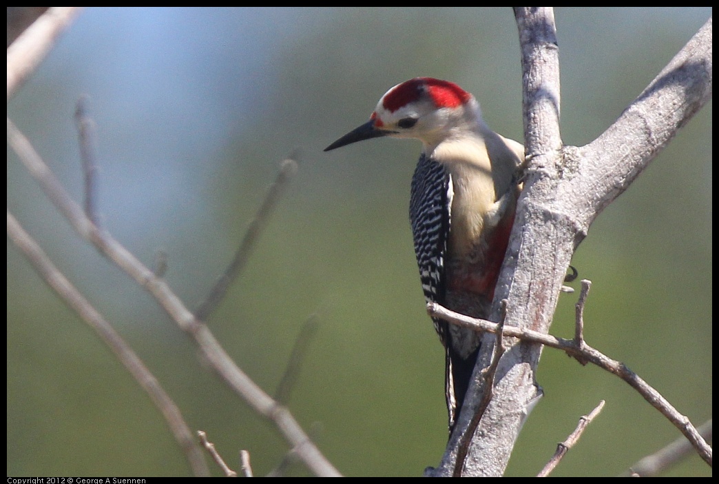 0223-110800-01.jpg - Golden-front Woodpecker