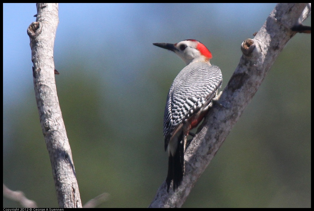 0223-110843-01.jpg - Golden-front Woodpecker