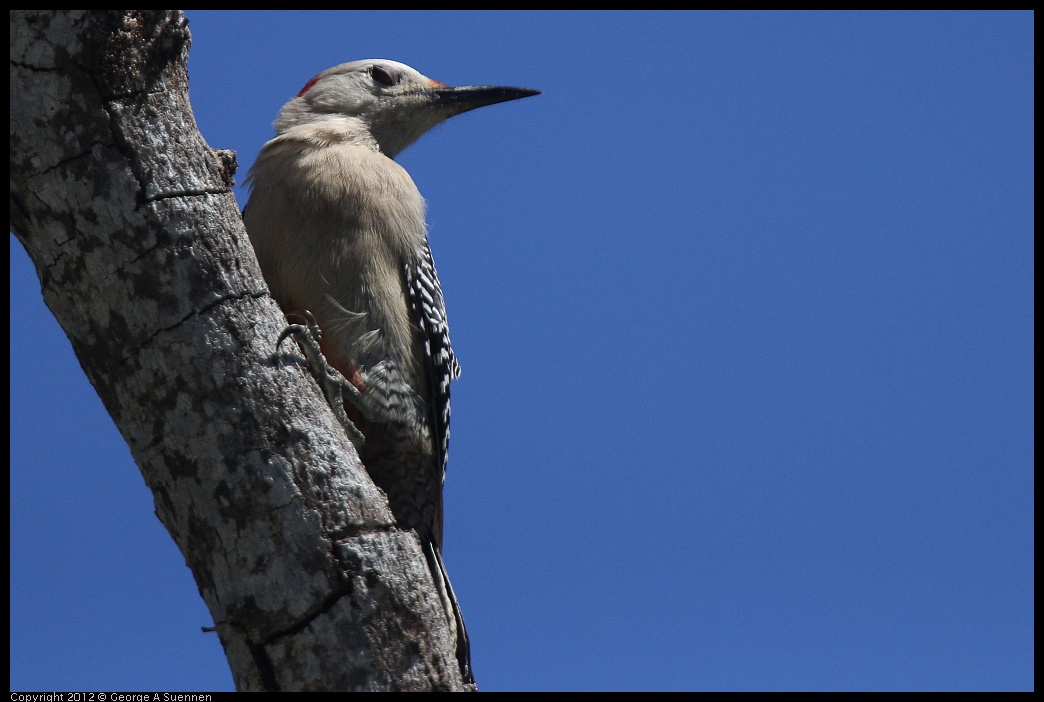 0223-111005-02.jpg - Golden-front Woodpecker