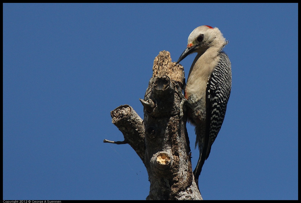 0223-111130-01.jpg - Golden-front Woodpecker