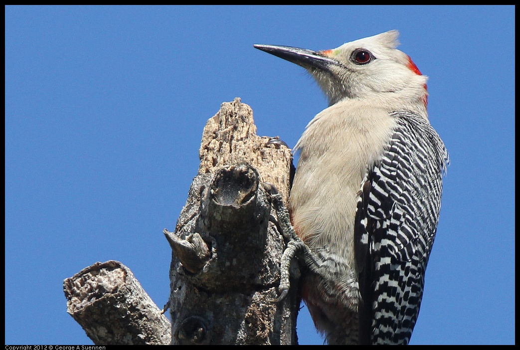 0223-111205-02.jpg - Golden-front Woodpecker