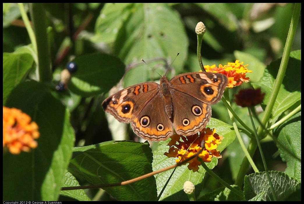 0223-113201-02.jpg - Butterfly