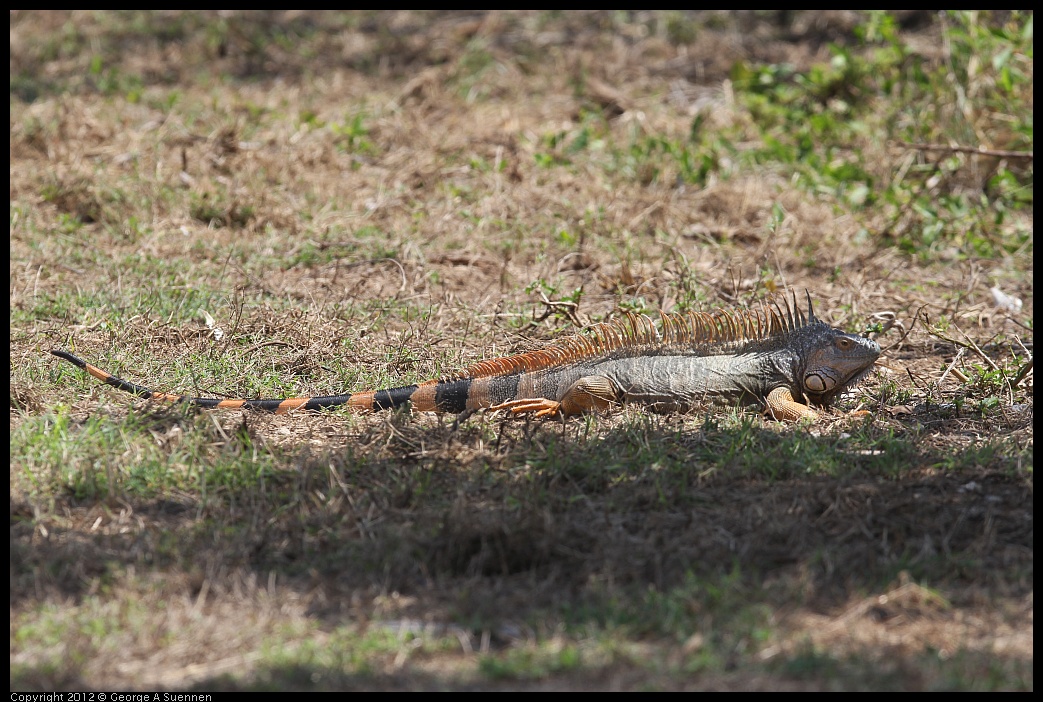 0224-092949-01.jpg - Iguana