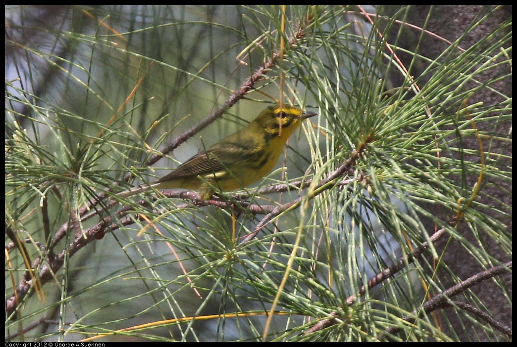 0224-094037-01.jpg - Prairie Warbler