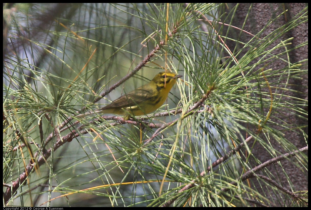 0224-094037-02.jpg - Prairie Warbler