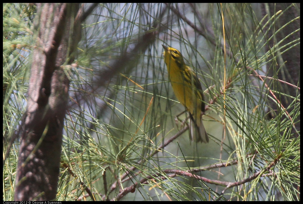 0224-094038-01.jpg - Prairie Warbler